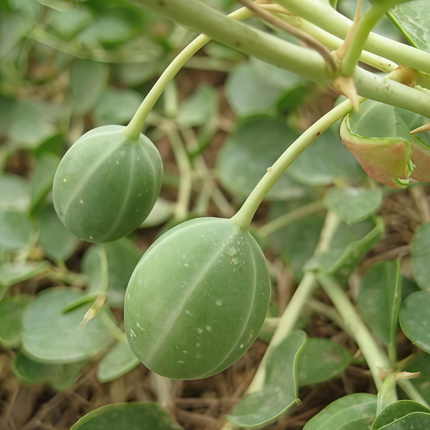 Capparis spinosa 'White' Caper Bush Seeds