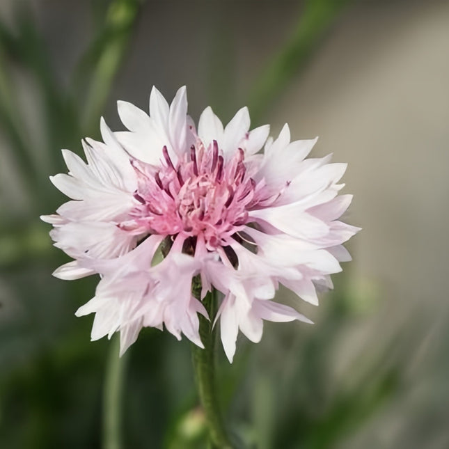 Soft Pink Cornflower Seeds - Centaurea Cyanus