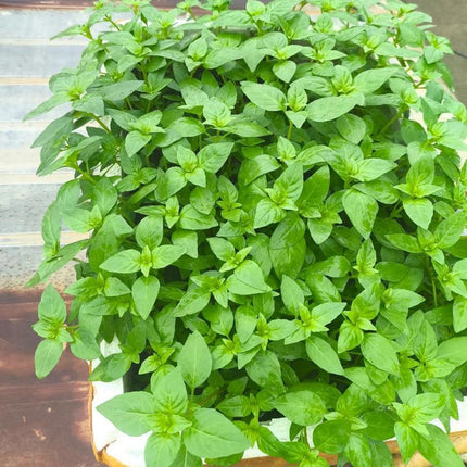 Nepeta cataria 'Catnip' Herb Seeds