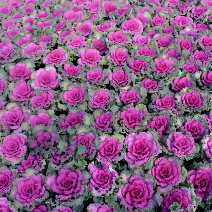 Brassica Oleracea 'Red' Ornamental Kale Seeds