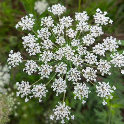 Angelica sinensis 'Dong Quai' Medicinal Herb Seeds