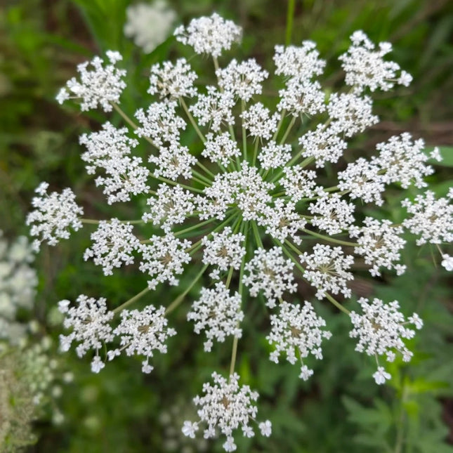 Angelica sinensis 'Dong Quai' Medicinal Herb Seeds