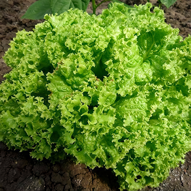 Lactuca sativa 'Green Leaf' Lettuce Seeds