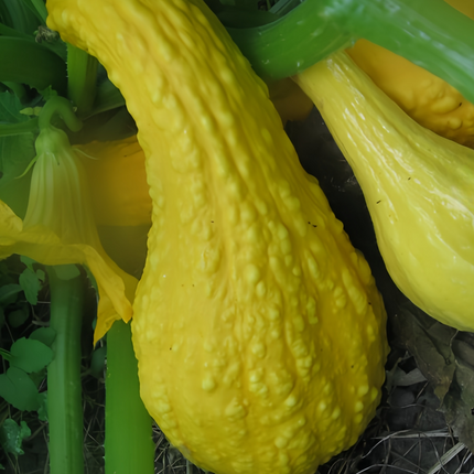 Cucurbita moschata 'Swan Yellow' Curved Neck Squash Seeds