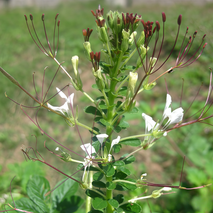 Cleome gynandra ‘Spider Plant’ African Leafy Green Seeds