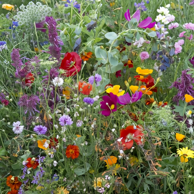 Multicolored Flower Combination Mix Seeds
