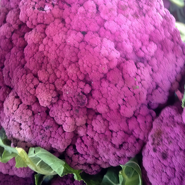 Cleome gynandra 'Purple' Ornamental Spider Flower Seeds