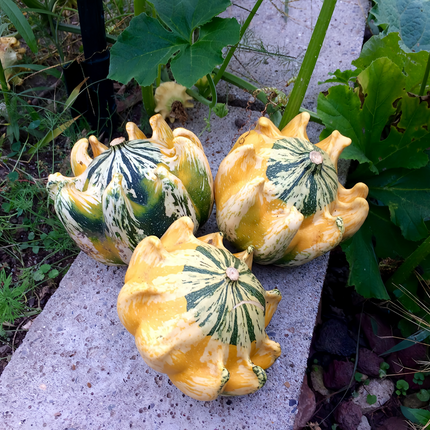 Cucurbita moschata 'Crown Mix' Winter Squash Seeds