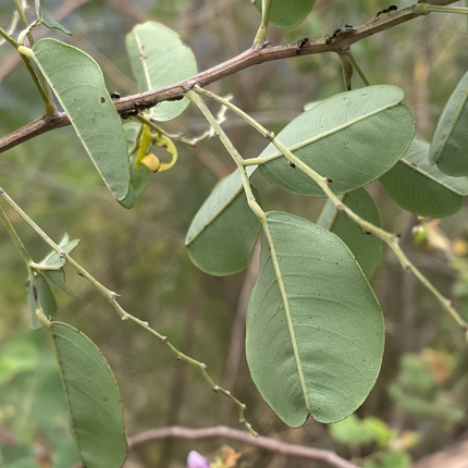 Lespedeza thunbergii 'Bush Clover' Forage & Erosion Control Seeds