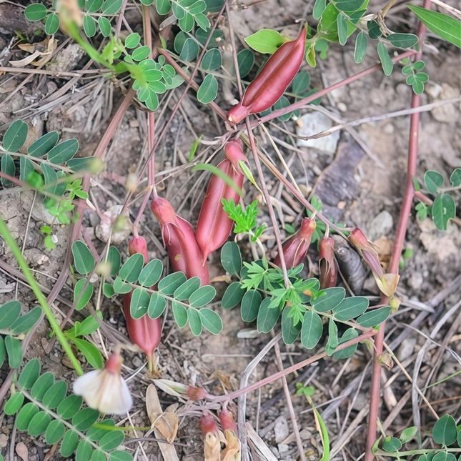 Astragalus complanatus ‘Milkvetch’ Legume Botanical Seeds
