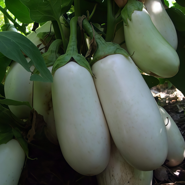 Solanum melongena 'White' Eggplant Seeds