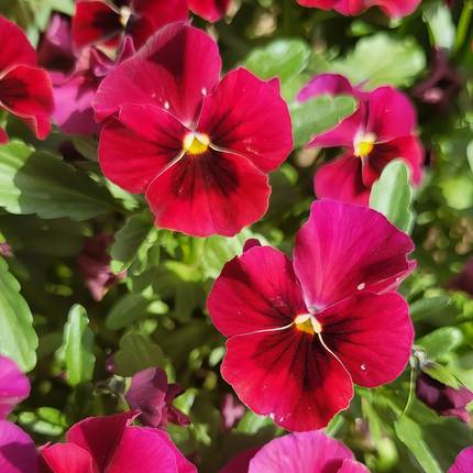 Viola Cornuta 'Rose Red' Tufted Pansy Seeds