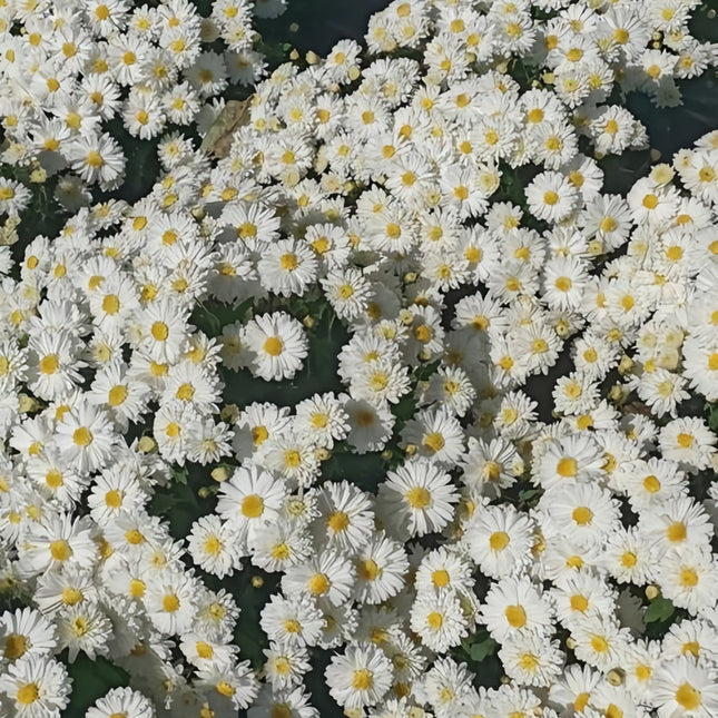 Pure White Aster Seeds — Callistephus Chinensis
