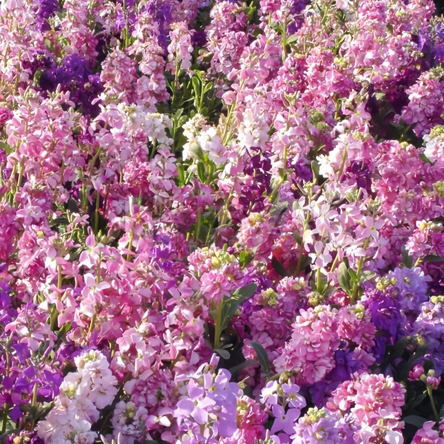 Matthiola Incana 'Pink' Scented Stock Seeds