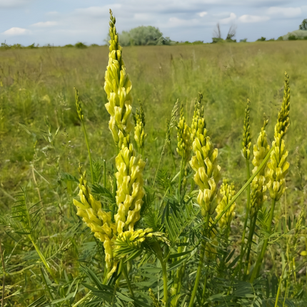 Linaria Vulgaris 'Yellow' Butter and Eggs Seeds
