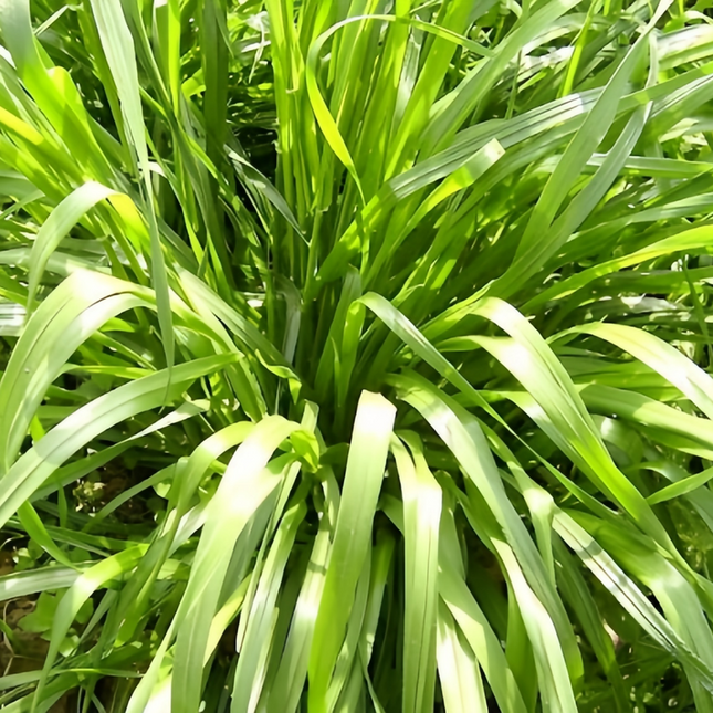 Lolium multiflorum 'Annual Ryegrass' Cover Crop Seeds