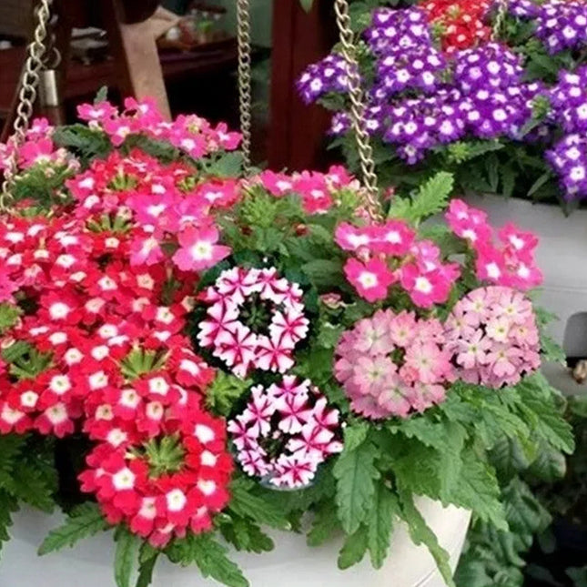 Glandularia Hybrida 'Mix' Verbena Bloom Seeds