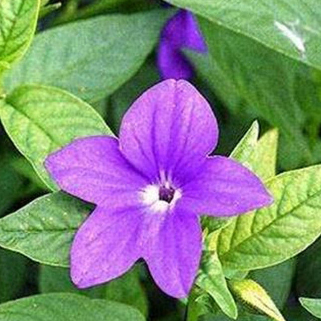 Browallia Speciosa 'Blue' Midnight Bloom Seeds