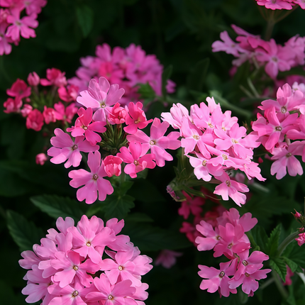 Glandularia Hybrida 'Rose Red' Ornamental Seeds