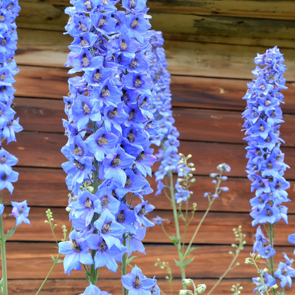 Delphinium 'Blue' Ornamental Seeds