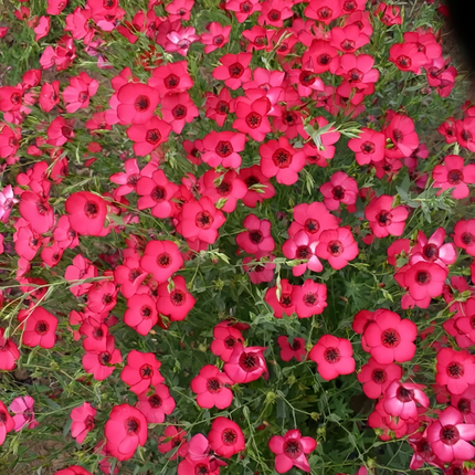 Linum Usitatissimum 'Red' Flax Seeds
