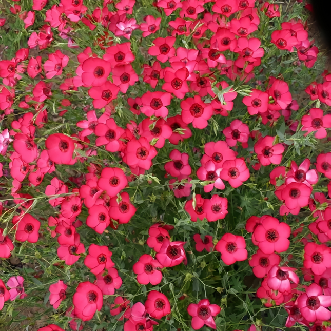 Linum Usitatissimum 'Red' Flax Seeds