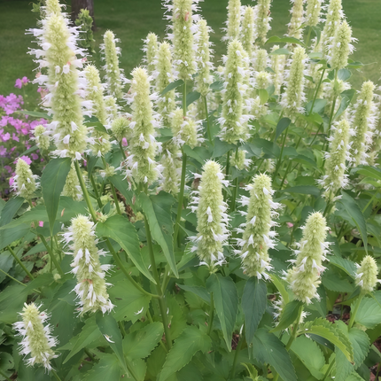 Agastache Rugosa 'White' Anise Hyssop Seeds