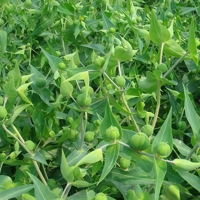 Euphorbia lathyris ‘Caper Spurge’ Mole Plant & Cautionary Seeds
