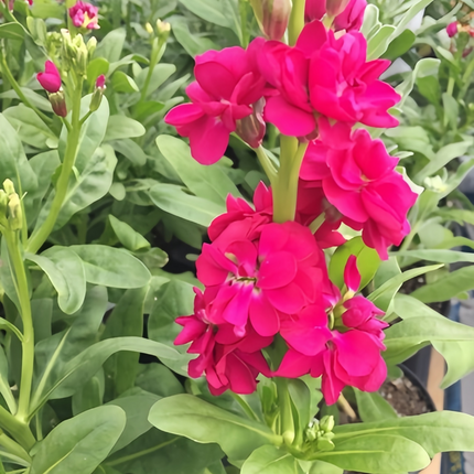 Matthiola Incana 'Red' Stock Flowers Seeds