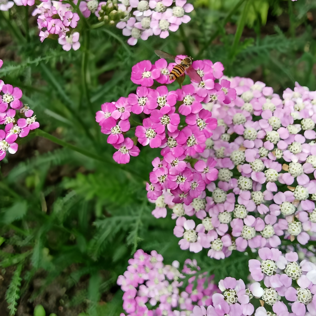 Achillea Millefolium 'Pink' Garden Yarrow Seeds