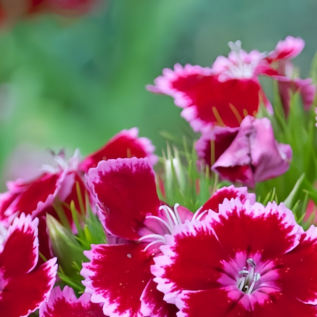 Dianthus 'Mixed' Ornamental Seeds