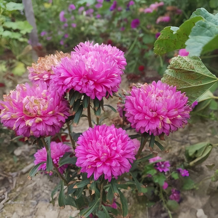 Rose Aster Seeds—Callistephus Chinensis