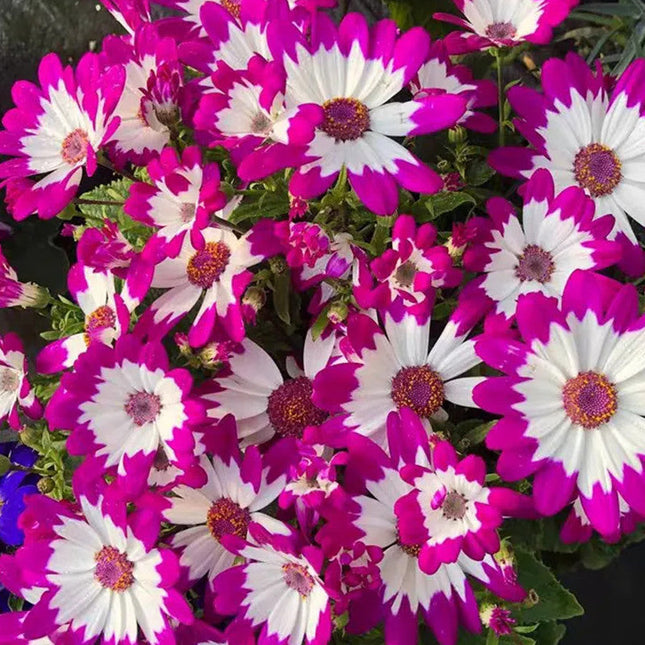 Pericallis Hybrida 'Mix' Florist's Cineraria Seeds