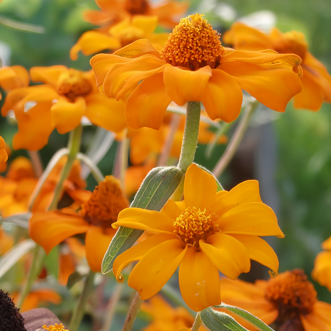 Zinnia Elegans 'Bright Orange' Zinnia Variety Seeds