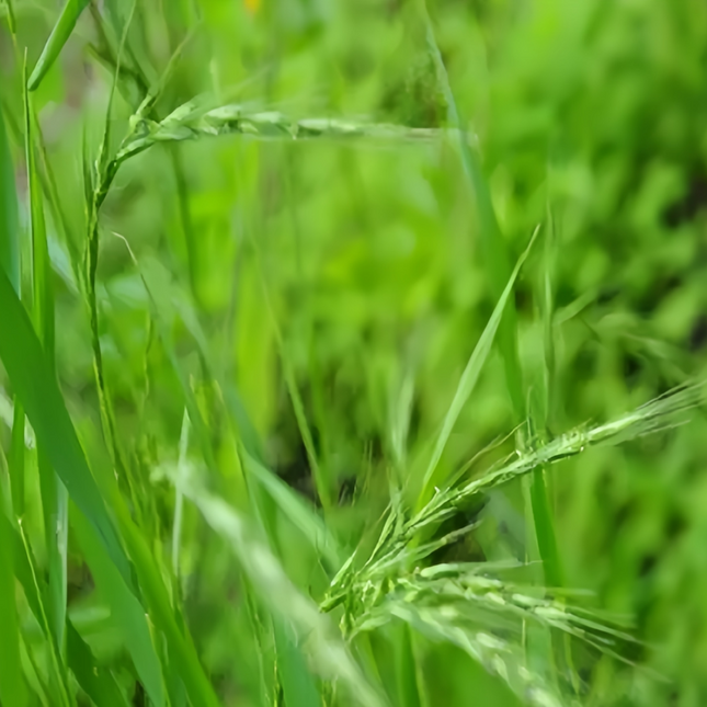 Lolium perenne 'Perennial Ryegrass' Turf & Forage Seeds