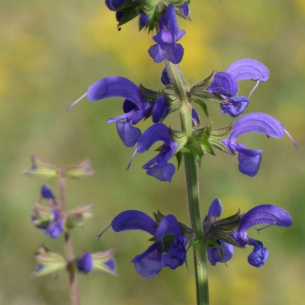 Salvia miltiorrhiza 'Dan Shen' Medicinal Root Seeds