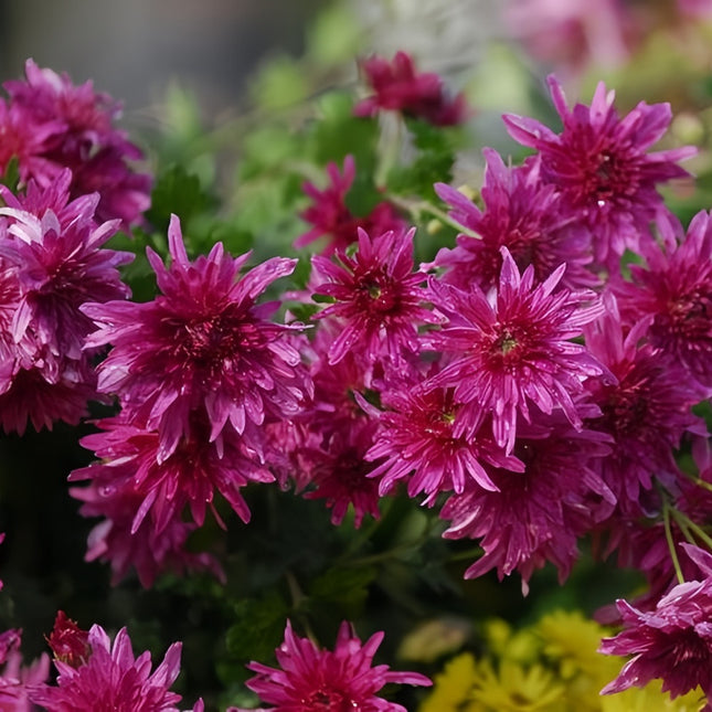 Red Cornflower Seeds - Centaurea Cyanus