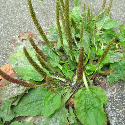 Plantago asiatica 'Che Qian Zi' Medicinal Herb Seeds