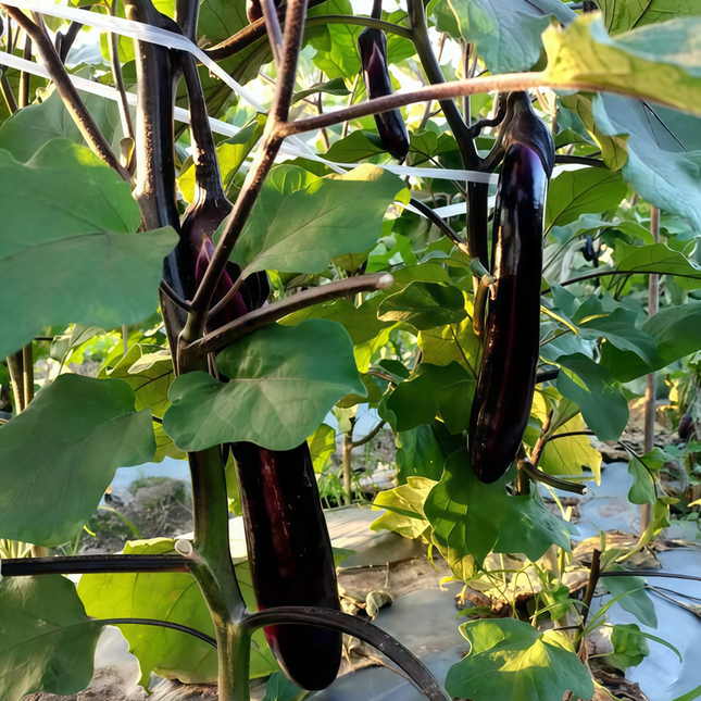 Solanum melongena 'Deep Purple' Italian Eggplant Seeds