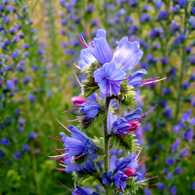 Echium Vulgare 'Blue' Wildflower Seeds