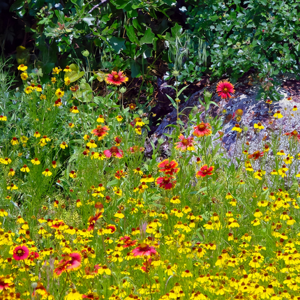 Shade Tolerant Flower Combination Mix Seeds