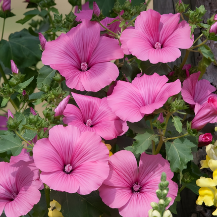Lavatera Arborea 'Light Rose' Tree Mallow Seeds