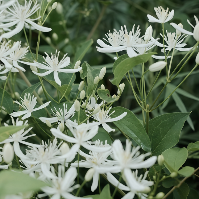 Clematis chinensis ‘Chinese Clematis’ Climbing Vine Botanical Seeds
