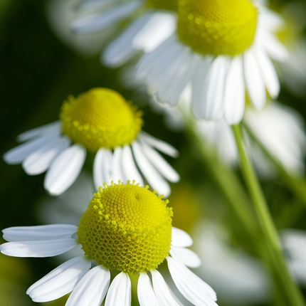 Chamaemelum Nobile 'White' Roman Chamomile Seeds