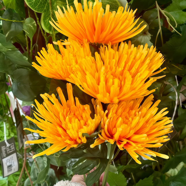 Zinnia Elegans 'Orange' Vibrant Zinnia Seeds