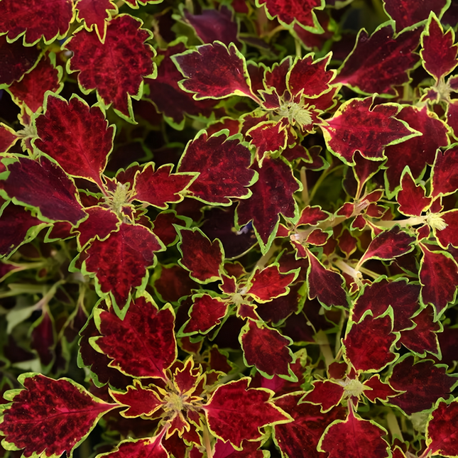 Coleus Scutellarioides 'Mixed' Ornamental Seeds