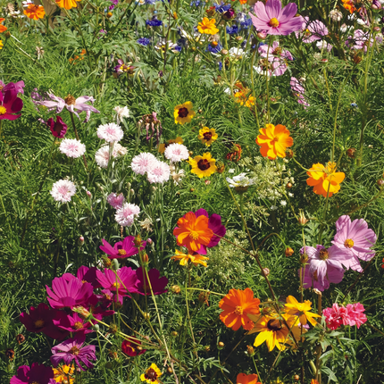 Heat Resistant Flower Combination Mix Seeds