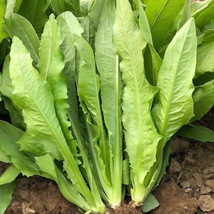 Lactuca sativa 'Green Romaine' Lettuce Seeds