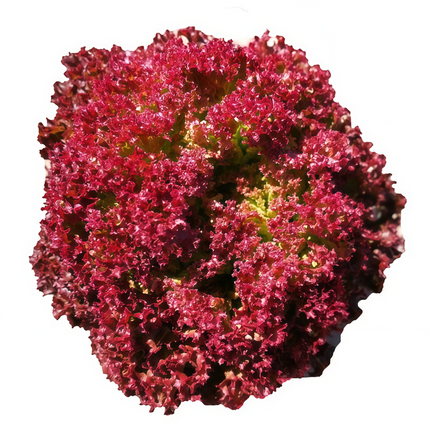 Lactuca sativa 'Red Leaf' Lettuce Seeds