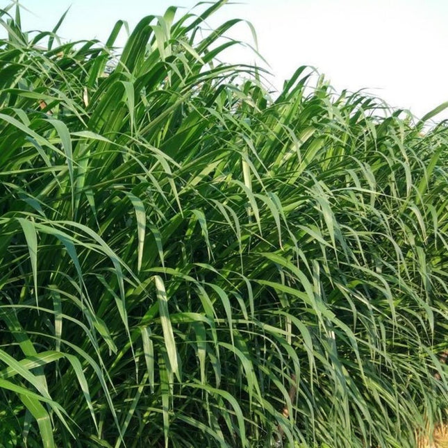 Sorghum x drummondii 'Sudangrass' Forage & Cover Crop Seeds